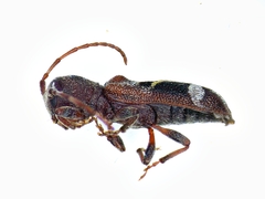 Psenocerus supernotatus