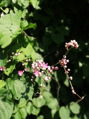 Antigonon cinerascens