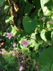 Antigonon cinerascens