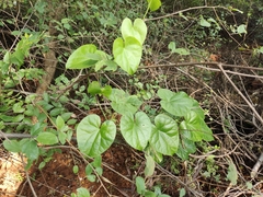 Dioscorea sylvatica