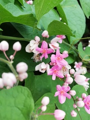 Antigonon cinerascens