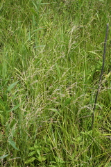 Glyceria striata