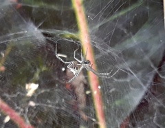 Cyrtophora cicatrosa