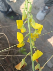 Crotalaria spectabilis