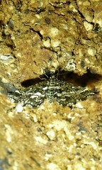 Diasemiopsis ramburialis