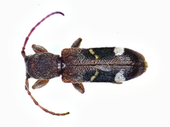 Psenocerus supernotatus