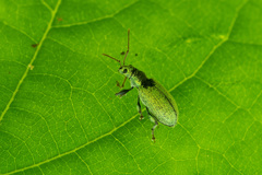 Phyllobius argentatus