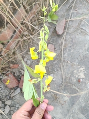 Crotalaria spectabilis