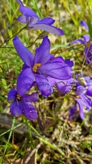 Cheiranthera linearis