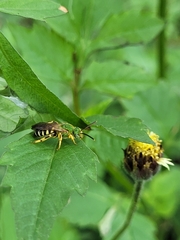 Agapostemon nasutus