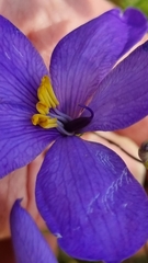 Cheiranthera linearis