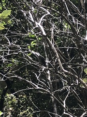 Chrysococcyx lucidus lucidus