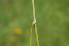 Glyceria striata
