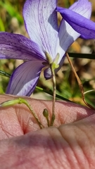 Cheiranthera linearis