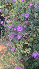 Lantana montevidensis
