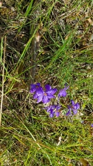 Cheiranthera linearis