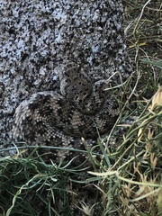 Crotalus pyrrhus