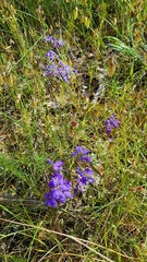 Cheiranthera linearis