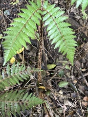 Cyathea smithii