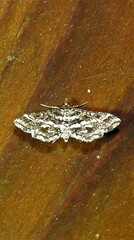 Diasemiopsis ramburialis