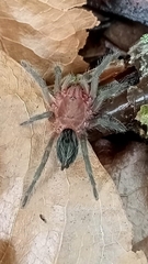 Plesiopelma