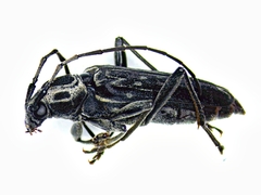 Sarosesthes fulminans