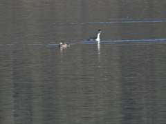 Aechmophorus clarkii