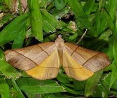 Systatica xanthastis