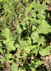 Achyranthes