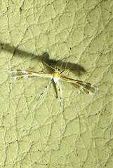 Stangeia xerodes