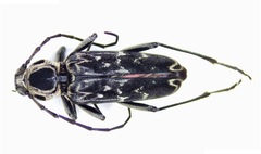 Sarosesthes fulminans