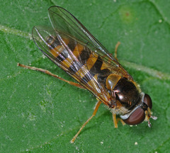 Meligramma cincta