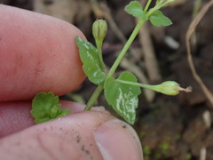 Torenia crustacea