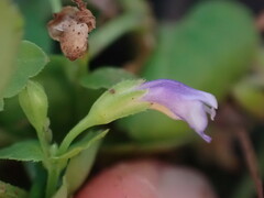 Torenia crustacea