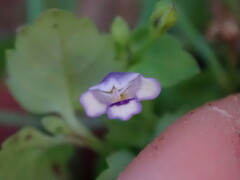 Torenia crustacea