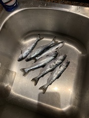 Oncorhynchus tshawytscha