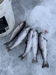 Oncorhynchus tshawytscha