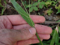 Digitaria bicornis