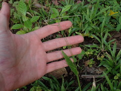 Digitaria bicornis