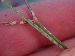 Digitaria bicornis