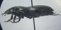 Cyclotrachelus