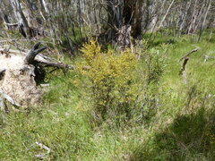Pultenaea juniperina