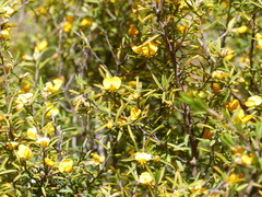 Pultenaea juniperina