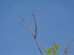 Psilopogon haemacephalus