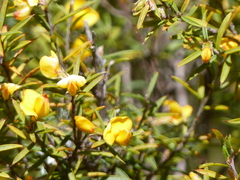 Pultenaea juniperina