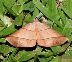 Systatica xanthastis