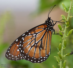 Danaus eresimus