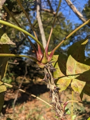 Kalopanax septemlobus