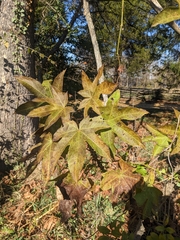 Kalopanax septemlobus