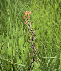 Castilleja coccinea